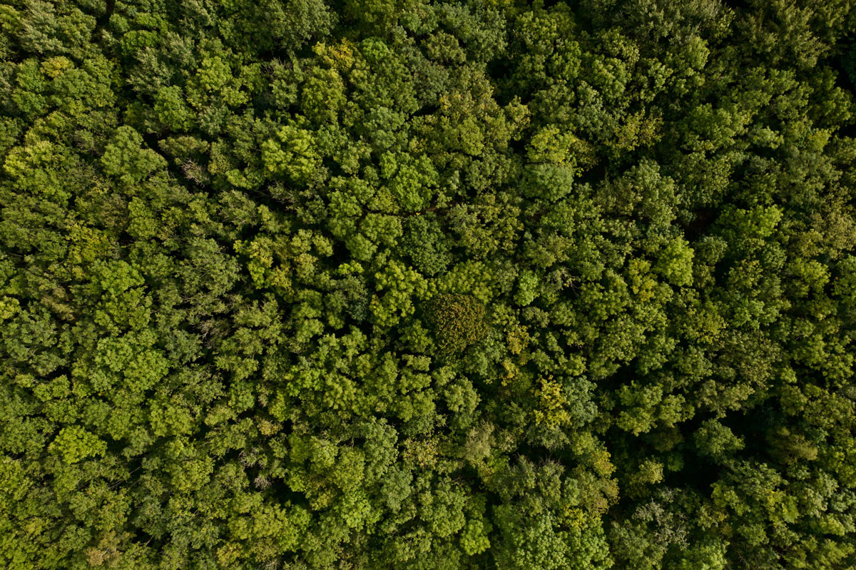 sachsenguss-wald